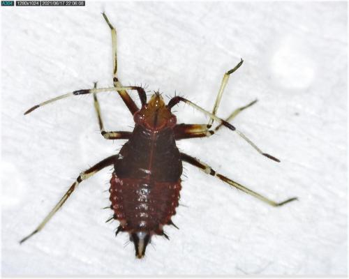 Réf. 284 233 : Deraeocoris ruber
