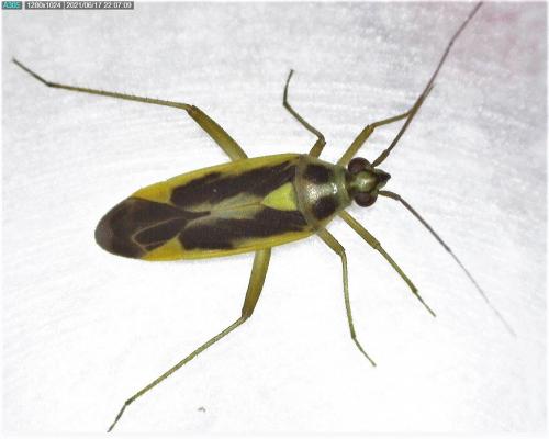 Stenotus binotatus