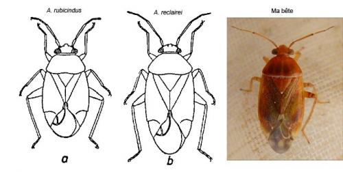 Agnocoris divers