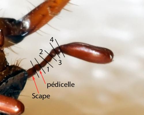 Réf. 284 992 : Amphimallon solstitiale