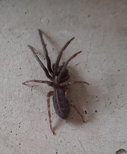 Réf. 284 696 : Segestria sp.