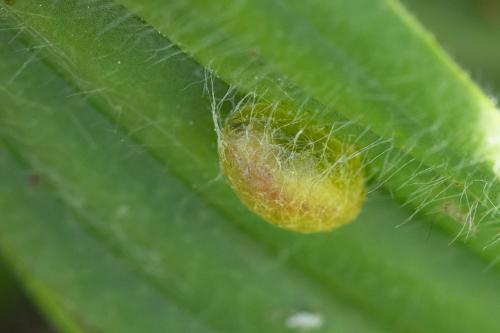 Hyperinae