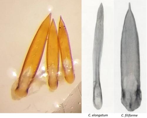 Réf. 284 192 : Colydium sp.
