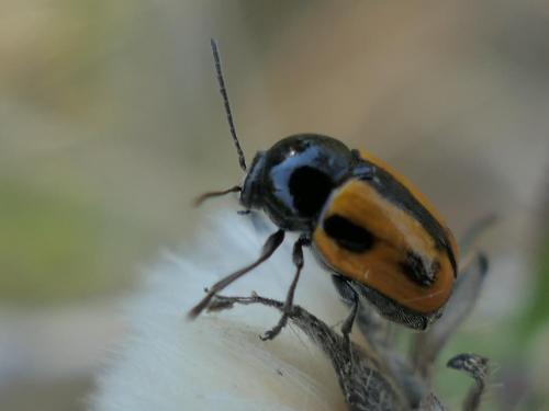 Cryptocephalus vittatus