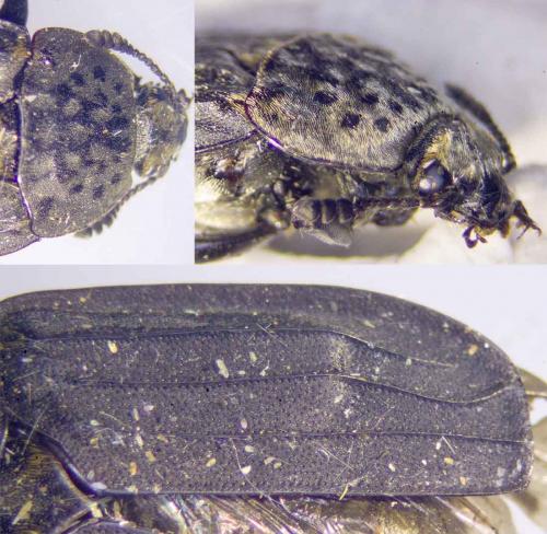 Thanatophilus sinuatus