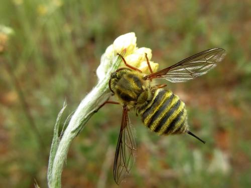 Trichopsidea costata