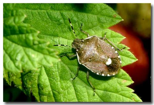 Réf. 284 247 : Holcostethus sp.