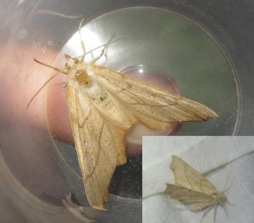 Ennomos sp.