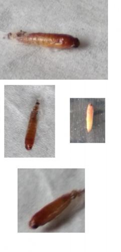 Plodia interpunctella