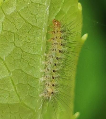 Diaphora mendica