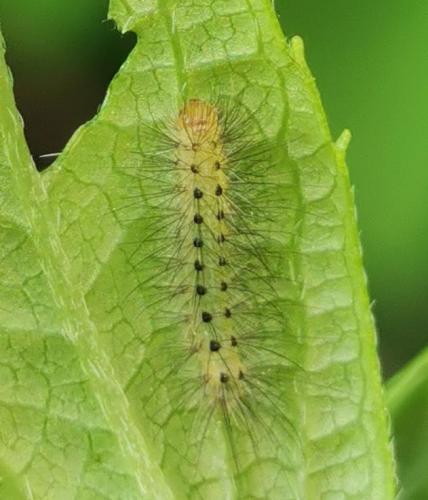 Diaphora mendica