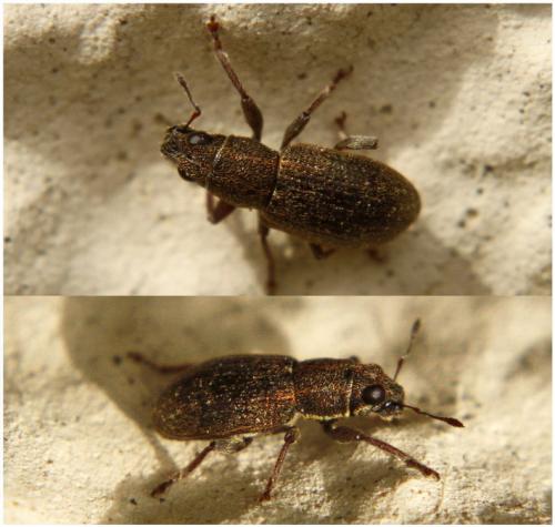 Réf. 284 202 : Sitona sp.