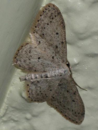 Réf. 284 534 : Idaea seriata