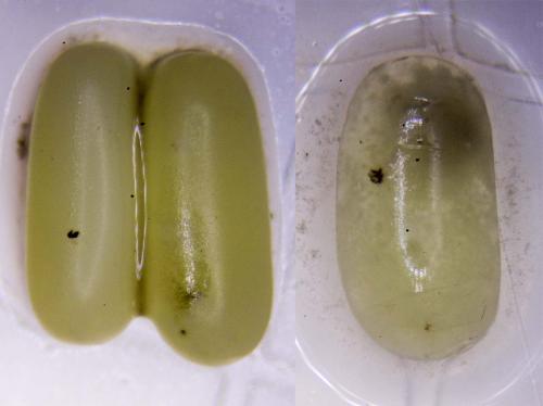 Calosoma sycophanta