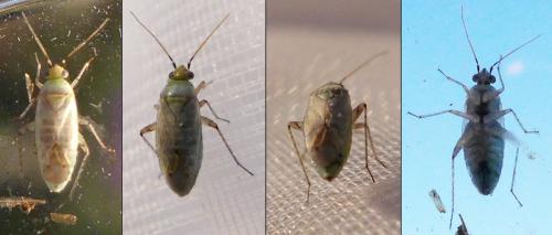 Réf. 284 873 : Plagiognathus sp.