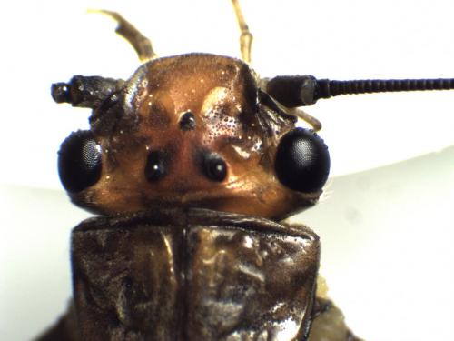 Réf. 284 476 : Perla marginata