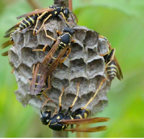 Polistes sp.