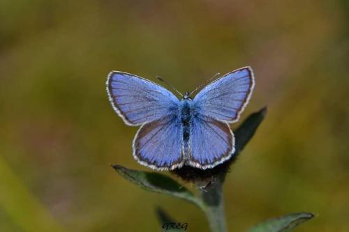 Réf. 284 552 : Plebejus idas