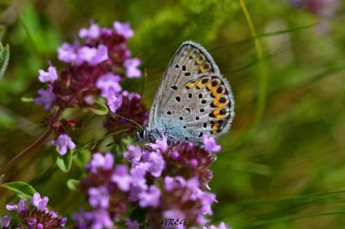 Réf. 284 551 : Plebejus idas