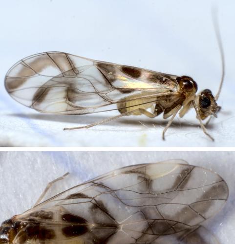 Graphopsocus cruciatus