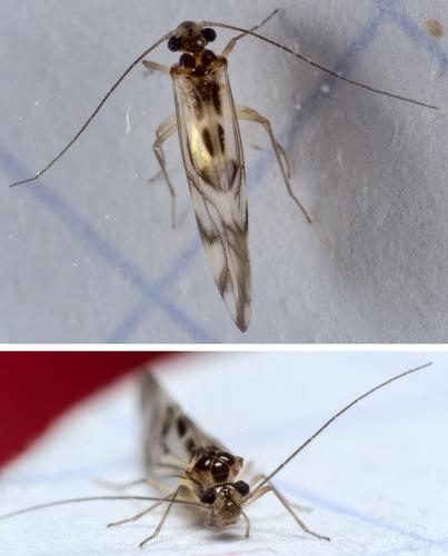 Graphopsocus cruciatus