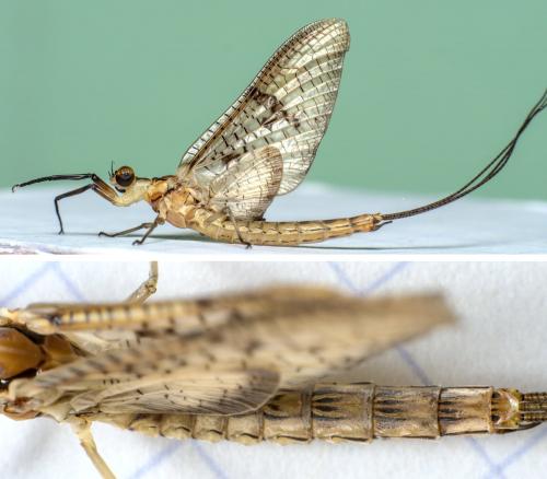 Ephemera glaucops