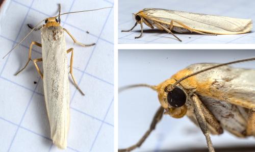 Réf. 284 317 : Eilema caniola