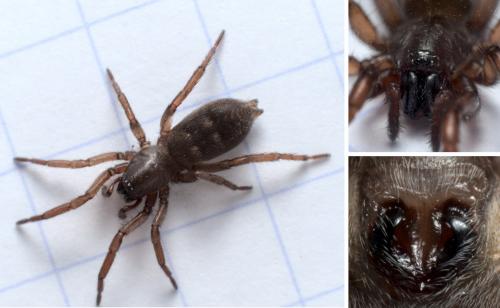 Haplodrassus signifer