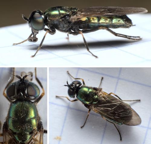 Chloromyia formosa
