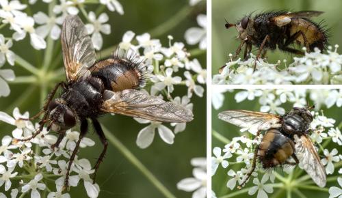Réf. 284 242 : Tachina fera