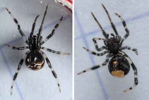 Réf. 284 920 : Parasteatoda lunata