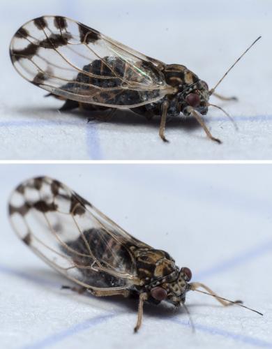 Cacopsylla pulchella