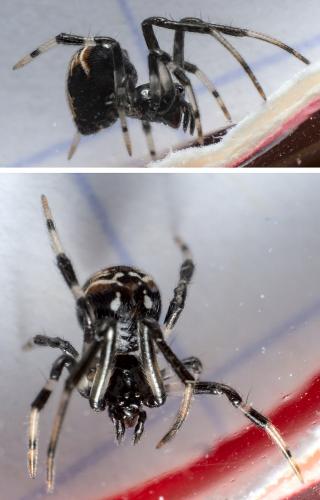 Parasteatoda lunata