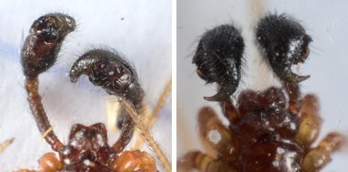 Neottiura bimaculata
