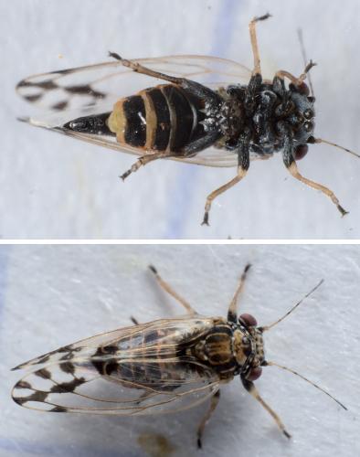 Réf. 284 691 : Cacopsylla pulchella