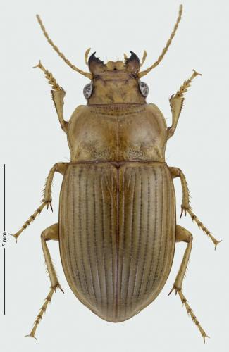 Amara fulva
