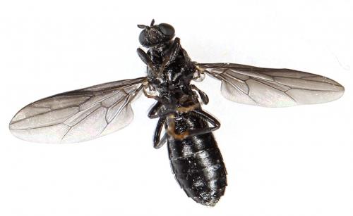 Scenopinus niger