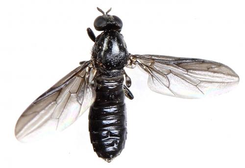 Scenopinus niger