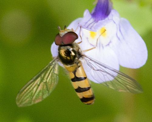 Meliscaeva auricollis