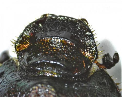 Réf. 284 367 : Onthophagus medius