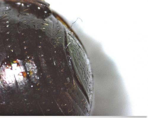 Réf. 284 368 : Onthophagus medius