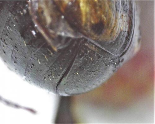 Réf. 284 369 : Onthophagus medius