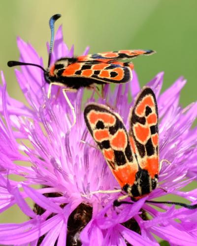 Réf. 284 616 : Zygaena fausta