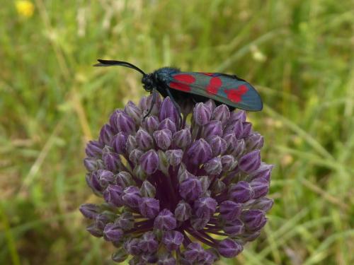 Zygaena filipendulae