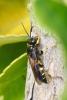 284731 – Photo : Didier Houbrechts – Belgique