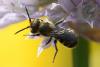 284347 – Photo : Didier Houbrechts – Belgique