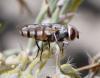 284786 – Photo : Bernard Ginesy – France (13)