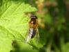 284231 – Photo : Andre Astric – France (68)