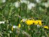 284768 – Photo : Anonyme – France (74)