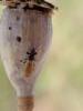 Brachyplax tenuis